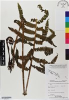 登錄號:BP02750藏品圖，第1張