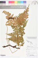 登錄號:BP02751藏品圖，第1張