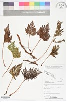 陰石蕨、陰地蕨藏品圖，第1張