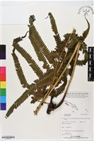 登錄號:BP02753藏品圖，第1張