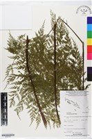 登錄號:BP02755藏品圖，第1張