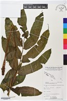 腸蕨藏品圖，第1張