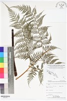登錄號:BP02758藏品圖，第1張
