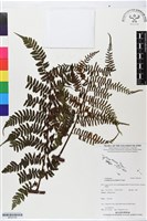 登錄號:BP02759藏品圖，第1張