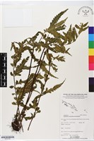 登錄號:BP02760藏品圖，第1張