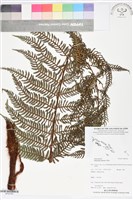 登錄號:BP02763藏品圖，第1張