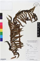 登錄號:BP02764藏品圖，第1張