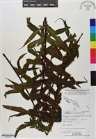 登錄號:BP02765藏品圖，第1張