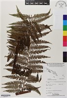 登錄號:BP02767藏品圖，第1張