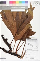 雙扇蕨藏品圖，第1張