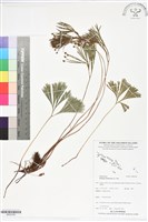 分枝莎草蕨藏品圖，第1張