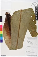 臺灣山蘇花藏品圖，第1張