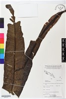 臺灣山蘇花藏品圖，第1張