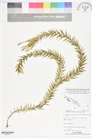 登錄號:BP02775藏品圖，第1張