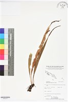 尖嘴蕨藏品圖，第1張