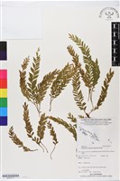 登錄號:BP02777藏品圖，第1張