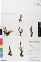 登錄號:BP02778藏品圖，第1張