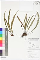 登錄號:BP02779藏品圖，第1張