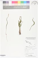 莎草蕨藏品圖，第1張