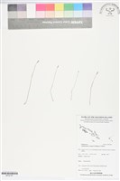 登錄號:BP02781藏品圖，第1張