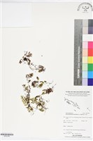 南洋厚壁蕨藏品圖，第1張