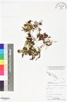 厚壁蕨藏品圖，第1張