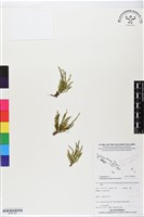 登錄號:BP02790藏品圖，第1張
