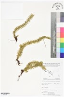 登錄號:BP02798藏品圖，第1張
