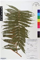 登錄號:BP02799藏品圖，第1張