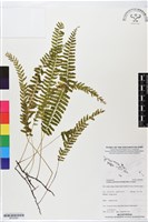 登錄號:BP02800藏品圖，第1張