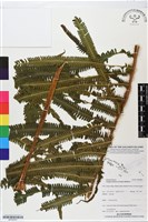 登錄號:BP02801藏品圖，第1張