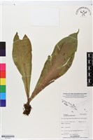 水芋葉車前、美葉車前蕨藏品圖，第1張