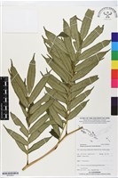 登錄號:BP02803藏品圖，第1張