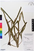 登錄號:BP02804藏品圖，第1張