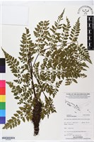 登錄號:BP02805藏品圖，第1張