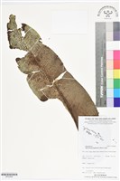 登錄號:BP02806藏品圖，第1張