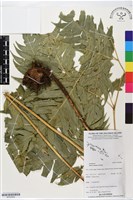 登錄號:BP02808藏品圖，第1張