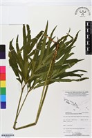 錫蘭七指蕨藏品圖，第1張