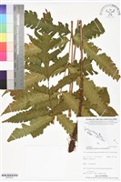 登錄號:BP02810藏品圖，第1張