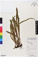 登錄號:BP02812藏品圖，第1張