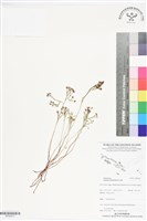 分枝莎草蕨藏品圖，第1張