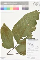 登錄號:BP02814藏品圖，第1張