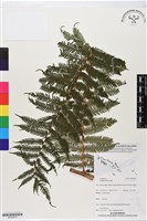 登錄號:BP02815藏品圖，第1張