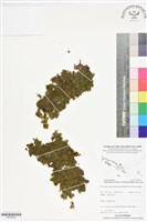 登錄號:BP02816藏品圖，第1張