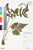 登錄號:BP02817藏品圖，第1張