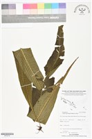 登錄號:BP02818藏品圖，第1張