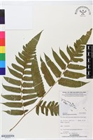 登錄號:BP02819藏品圖，第1張