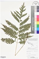 登錄號:BP02820藏品圖，第1張