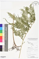 登錄號:BP02821藏品圖，第1張