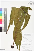 登錄號:BP02822藏品圖，第1張